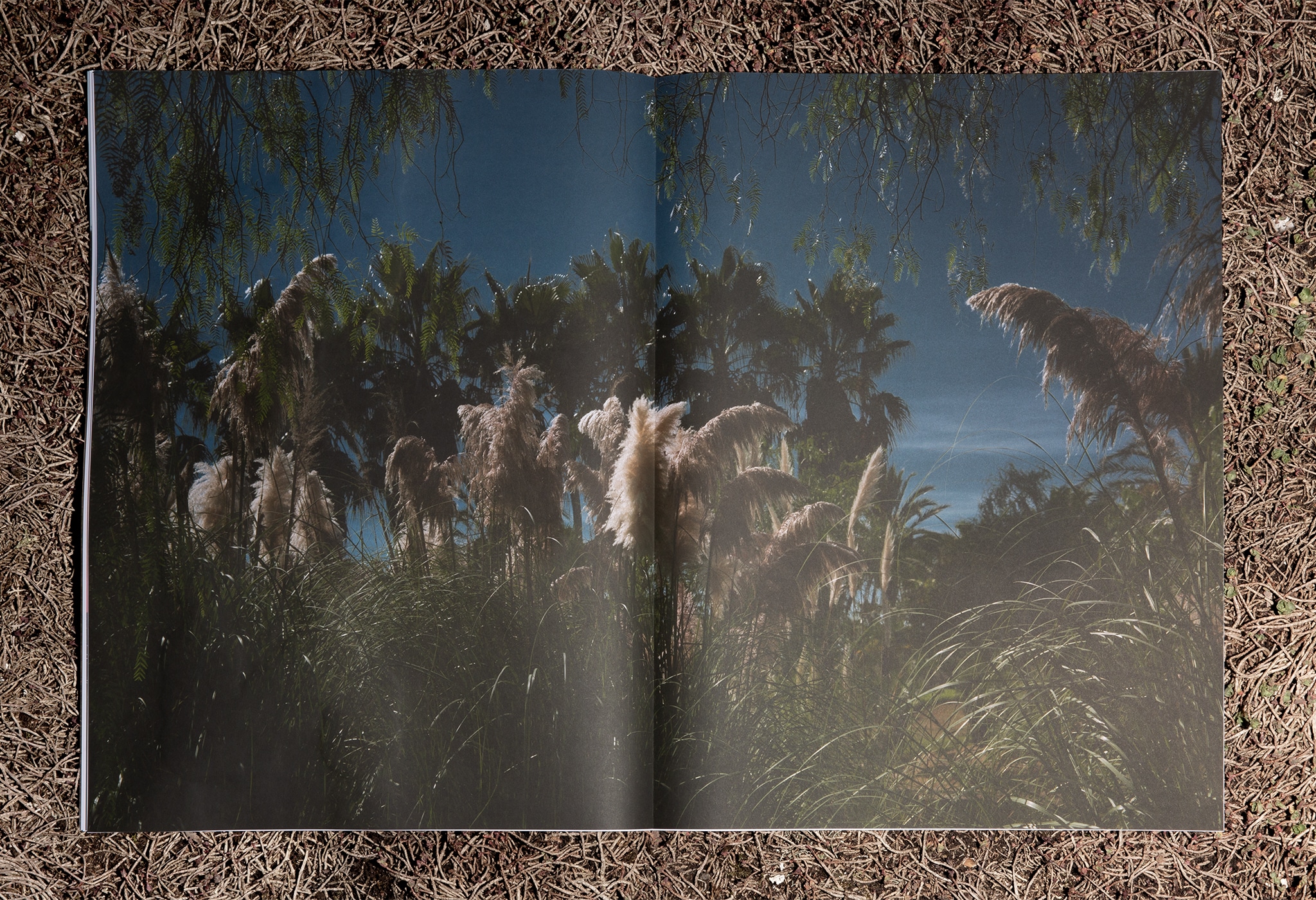 Magazinlayout vollfl&auml;chiges Palmenbild / Magazine layout full palm image