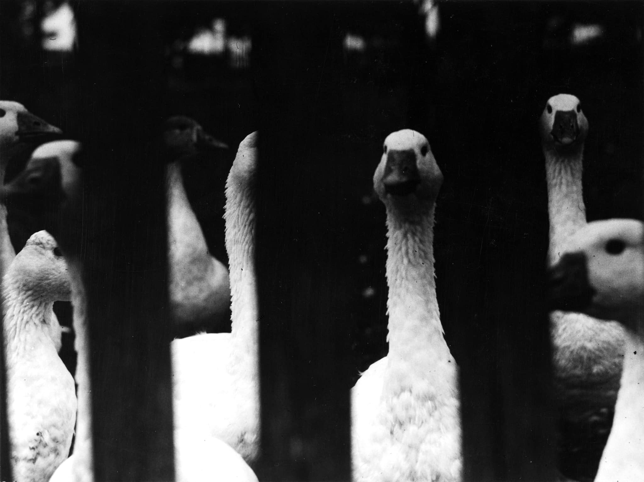 Fotografie von G&auml;nsen / Photography of geese